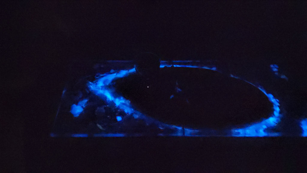 Cheese Plate - Glow-in-the-dark ocean life