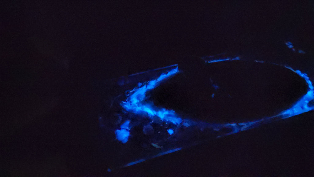 Cheese Plate - Glow-in-the-dark ocean life