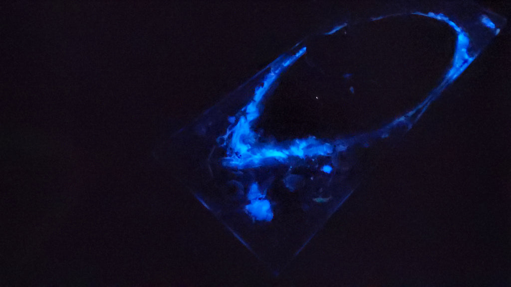 Cheese Plate - Glow-in-the-dark ocean life