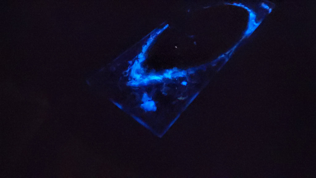 Cheese Plate - Glow-in-the-dark ocean life